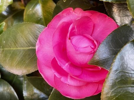 赤い椿の一輪の花 赤い椿の一輪の花 椿,ツバキ,厚葉木の写真素材