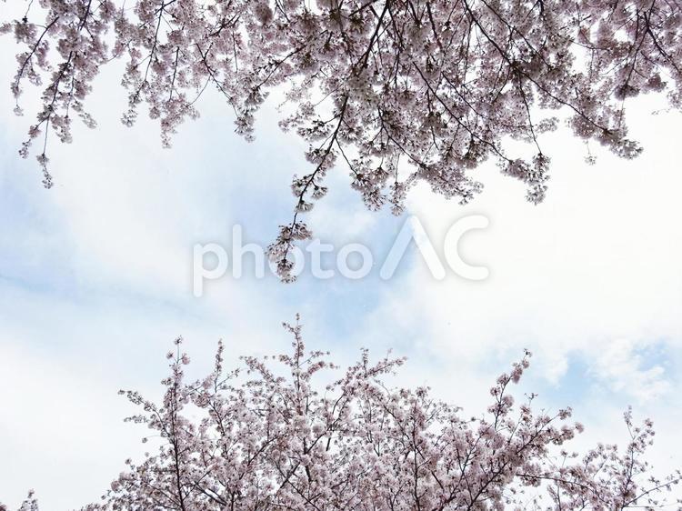 桜と空と雲 桜,さくら,サクラの写真素材