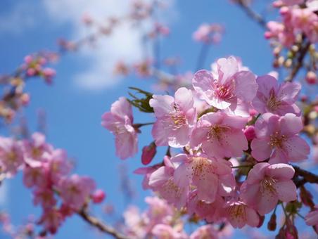 河津桜 河津桜,さくら,ピンクの写真素材