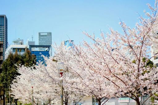 桜 桜 さくら,サクラ,桜の写真素材