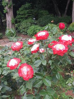 花 花の写真