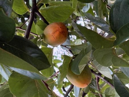 色付いた柿の実 秋,柿,実の写真素材