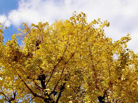 イチョウ イチョウ,銀杏,黄色の写真素材