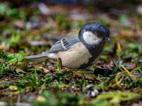 地面を歩くシジュウカラの写真