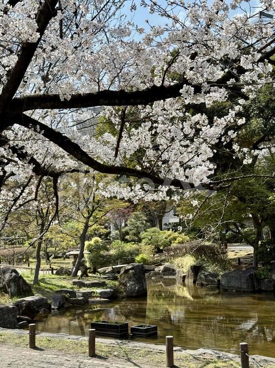 春の横網町公園　日本庭園 横網町公園,東京,墨田区の写真素材