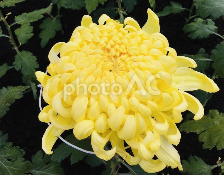 菊　大輪　一輪　黄色 菊,植物,花の写真素材