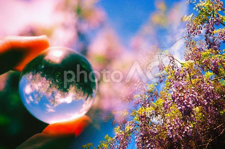 春の藤の花をガラス玉に閉じ込める ガラス玉,藤,藤棚の写真素材