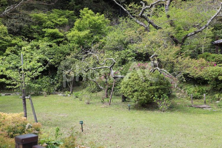 鎌倉・川喜田映画記念館 鎌倉,川喜田映画記念館,庭園の写真素材