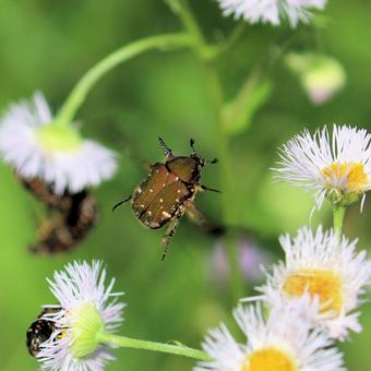 アオハナムグリ アオハナムグリの写真