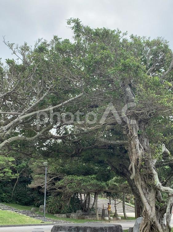 時を超える自然の記憶 古木,自然美,庭園風景の写真素材