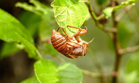 Photo, cicadian shell, cicada, semi, 