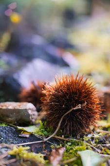 秋の光と影が美しいトゲトゲの栗の実 栗,イガ,木の実の写真素材