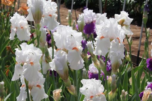 ジャーマンアイリス　咲く風景 鮮やか,ジャーマンアイリス,美しいの写真素材