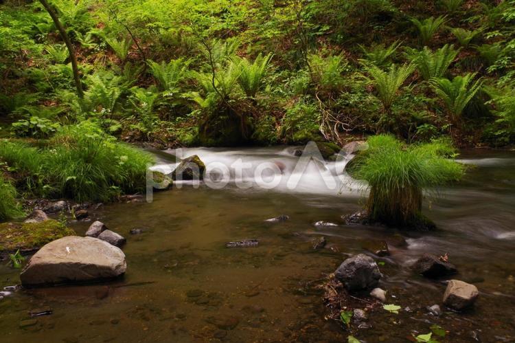 川の流れ 川,マイナスイオン,森林の写真素材