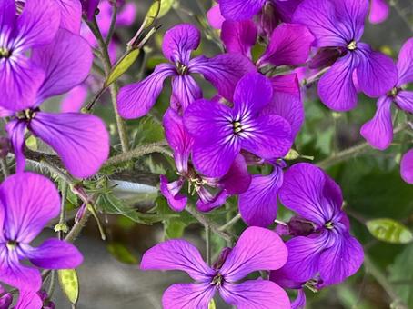 芝桜 色鮮やか,癒し,背景の写真素材