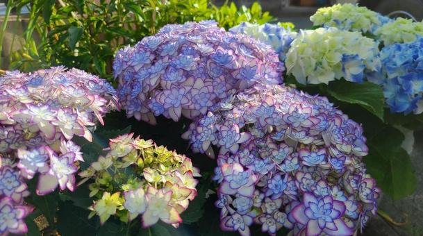 紫陽花 紫陽花の写真