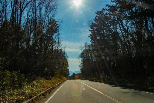 森の中の道路 森の中の道路の写真