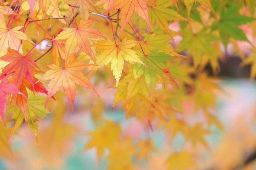 カラフルな秋の景色 紅葉 カラフルな秋の景色 紅葉の写真