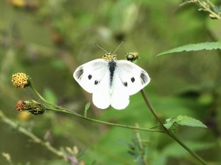 花の蜜を吸うチョウの写真