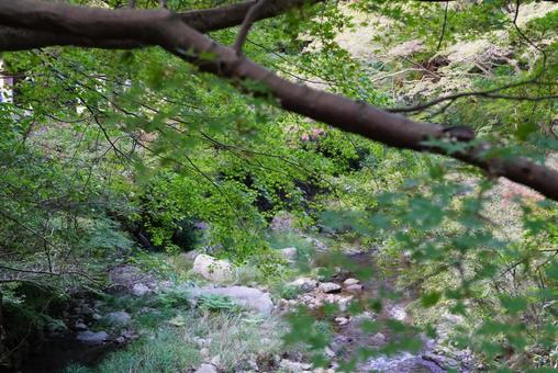 川辺の自然の風景 モミジ,川,葉の写真素材