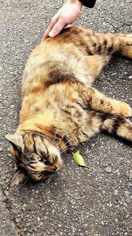 おしりをとんとんしてもらうのにゃ編 しあわせ,麦わら,猫の写真素材