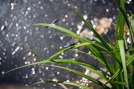 晴れた水辺の草に留まるトンボ トンボ,草,水辺の写真素材