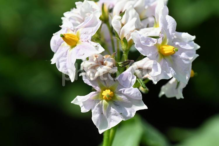 家の畑に咲いたジャガイモの花 畑,ジャガイモ,男爵の写真素材