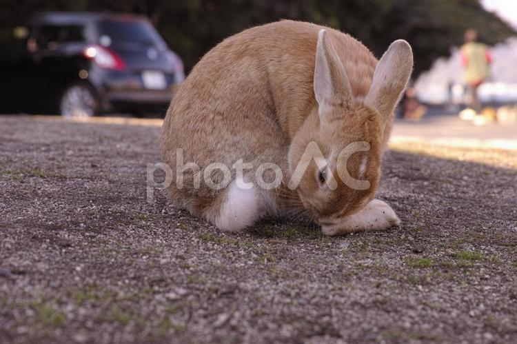 広島県　うさぎ島のウサギ　１ ウサギ,動物,草食動物の写真素材
