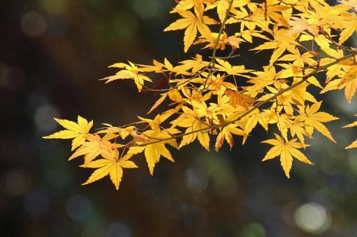 Burning autumn, JPG Burning autumn, autumn leaves, yellow leaves, red, JPG