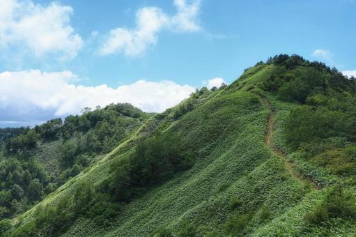 夏の山道 夏の山道の写真