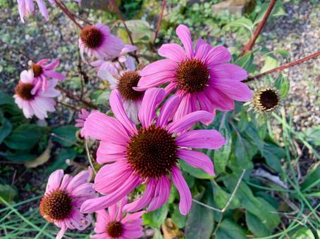 鮮やかなピンクの花 鮮やかなピンクの花の写真