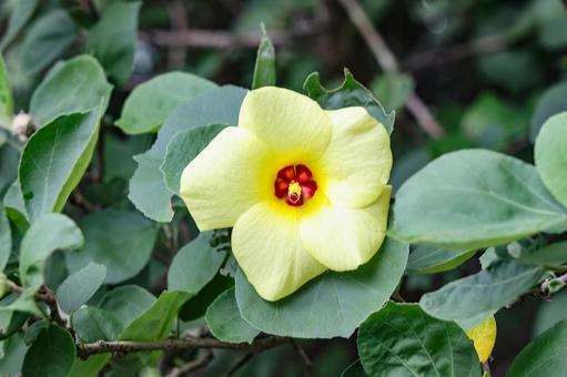 Photo, squirrel, hamaboru, flower, 