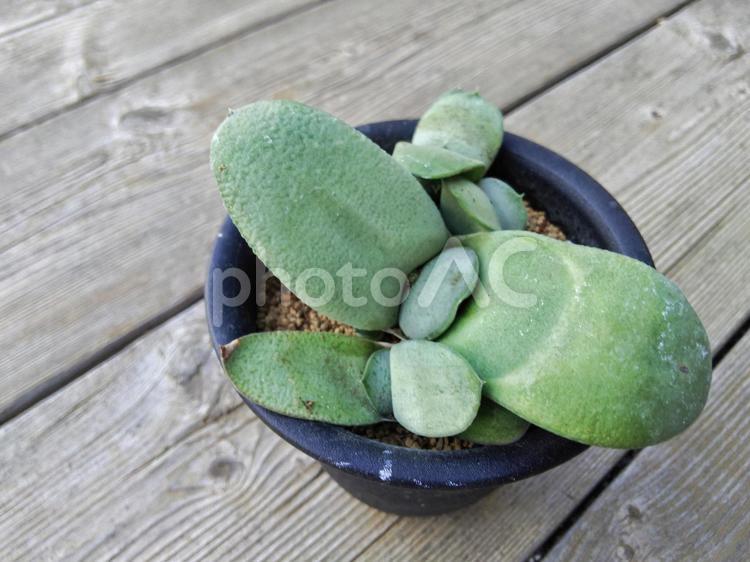 多肉植物　ガステリア ガステリア,多肉植物,グロメラータの写真素材