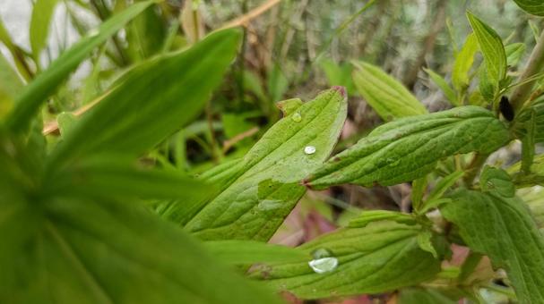 夏草に降りた朝露 夏草に降りた朝露の写真