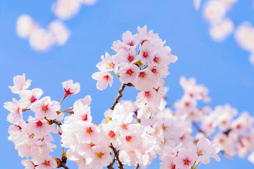 桜