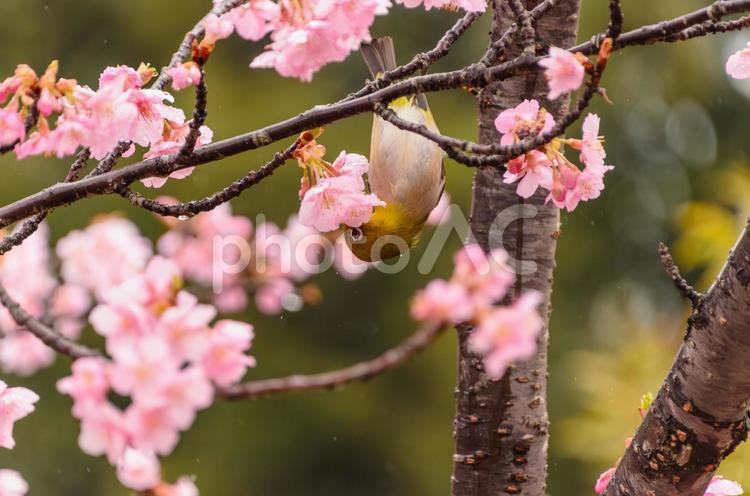 逆さまにぶら下がるメジロ メジロ,鳥,河津桜の写真素材
