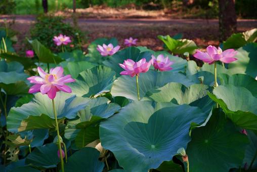 ハスの花 ハスの花の写真