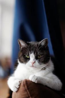 見つめる猫 見つめる猫,猫,ねこの写真素材