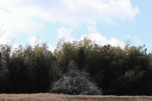 森の中から見上げた青空 森の中から見上げた青空の写真