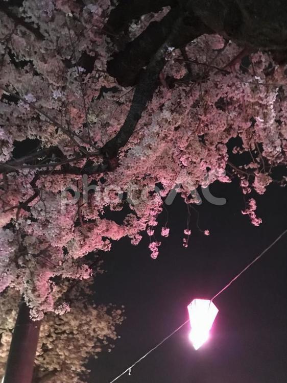 箱根の夜桜 桜,箱根,宮城野早川堤の写真素材