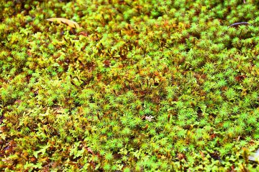 苔 苔の写真