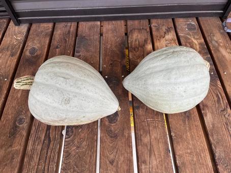 かぼちゃ かぼちゃ かぼちゃ,スクナカボチャ,野菜の写真素材