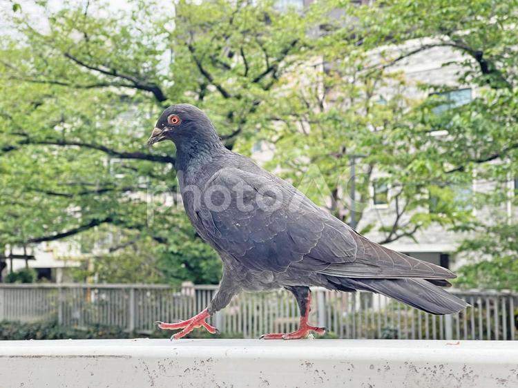 神田川4月：歩く鳩 2025/4/24 鳩,ハト,鳥の写真素材