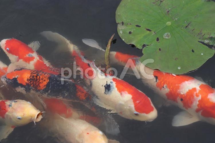 群がる鯉たち 鯉,動物,ニシキゴイの写真素材