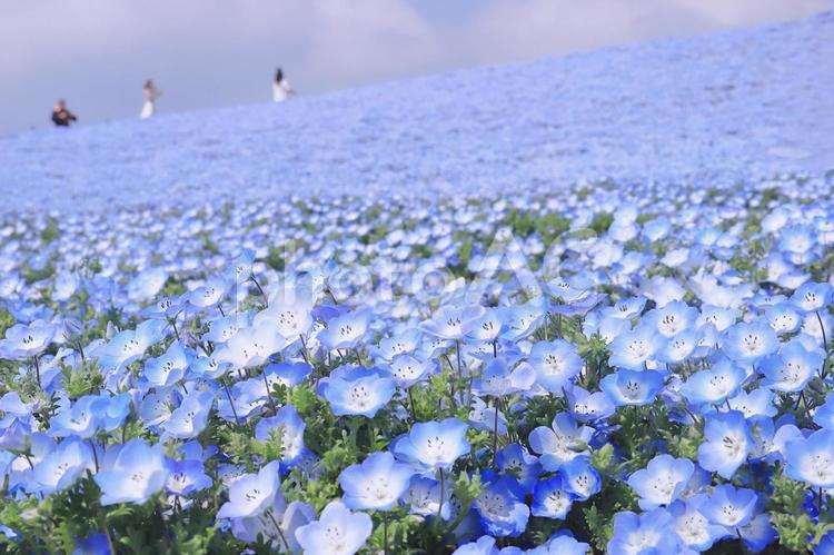 春の花ネモフィラ（海の中道海浜公園）  ネモフィラ,春,花の写真素材