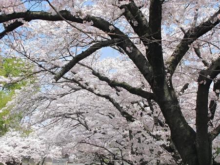 【桜の写真】桜が咲く風景 【桜の写真】桜が咲く風景の写真