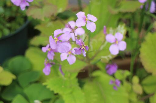 薄紫色の花 オオアラセイトウ 薄紫色の花 オオアラセイトウの写真