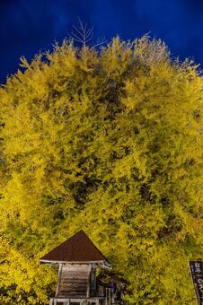 北金ヶ沢の大イチョウ 北金ヶ沢の大イチョウ,ビックイエロー,銀杏の写真素材