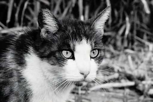 ねこ ねこの写真