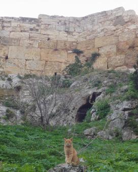 ギリシャ 遺跡と猫 ギリシャ 遺跡と猫の写真